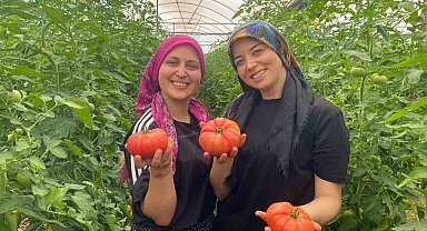 Üretime genç kadın eli değdi: O ilçede yıllık 550 bin ton domates hasat ediliyor