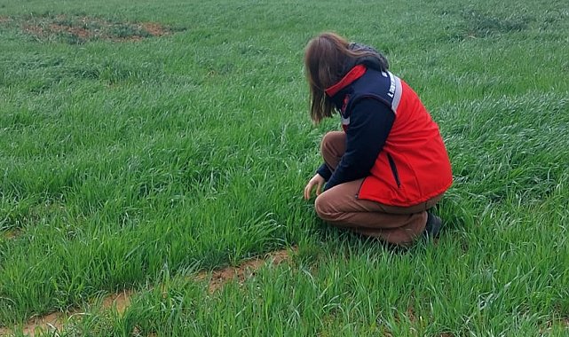 Uşak İl Tarım ve Orman Müdürlüğü ekiplerince sarı pas hastalığına karşı üreticileri bilgilendirdi