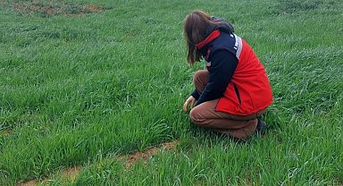 Uşak İl Tarım ve Orman Müdürlüğü ekiplerince sarı pas hastalığına karşı üreticileri bilgilendirdi
