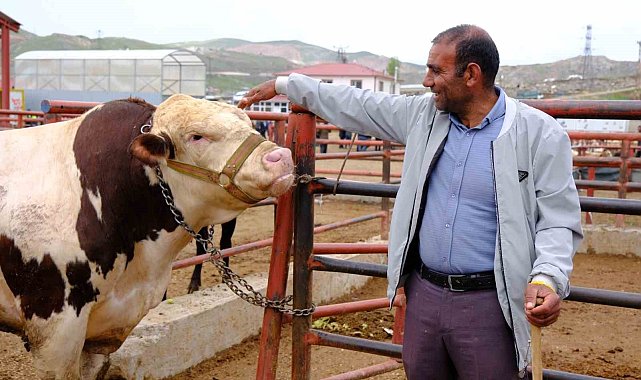Van canlı hayvan pazarında Kurban Bayramı hareketliliği başladı