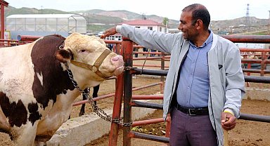 Van canlı hayvan pazarında Kurban Bayramı hareketliliği başladı