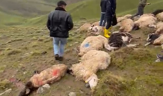 Van'da sürüye yıldırım isabet etti: 30 koyun telef oldu
