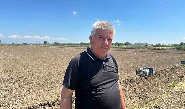 Yağışlar Karacabey Ovası'na buğday bereketi getirdi; dekara 900 kilogram bekleniyor