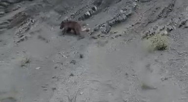 Yamaçtan kayan ayı gülümsetti