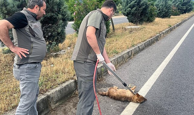 Yaralı çakal tedavi altına alındı