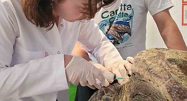 Yaralı caretta carettanın tedavisine başlandı