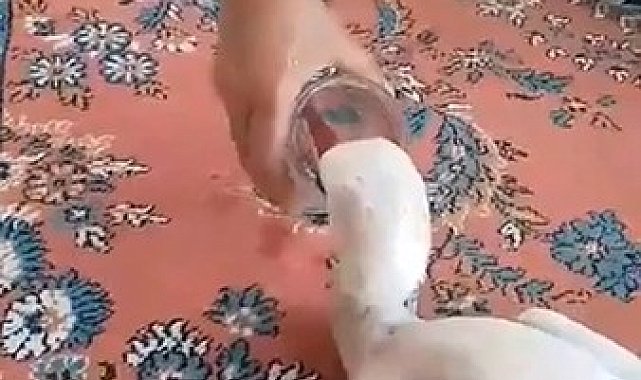 Yaralı leyleğe sahip çıktı