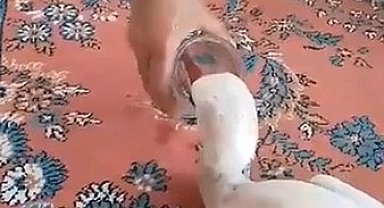 Yaralı leyleğe sahip çıktı