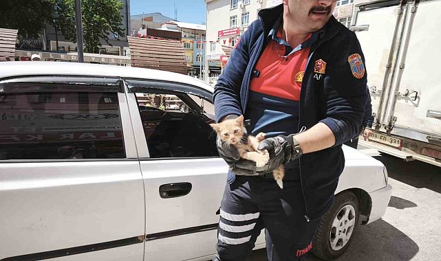 Yavru kediyi kurtarmak için iki operasyon