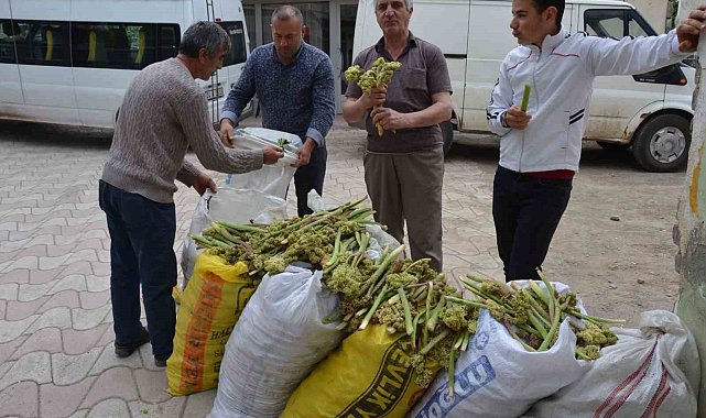 Yaylalardan toplandı, tezgâhlarda satışa sunuldu