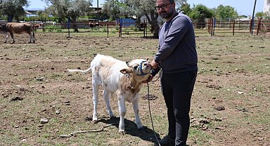 Yerli ırklar daha dayanıklı
