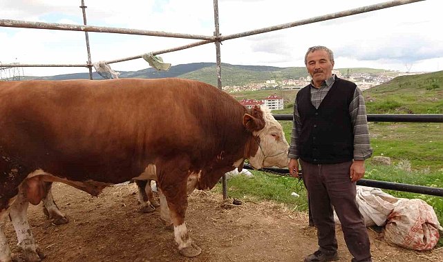 Yozgat hayvan pazarında kurbanlıklar alıcısını bekliyor