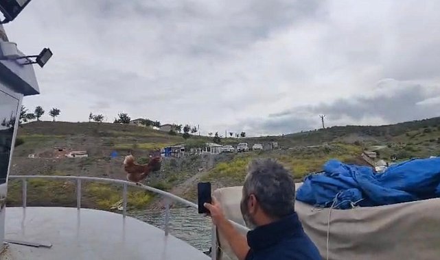 Yozgat'ta 'Kaptan Tavuk' görenleri gülümsetti