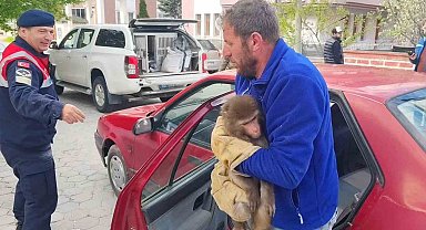 Yozgat'ta Hint Şebeği olarak bilinen maymun jandarma tarafından yakalandı
