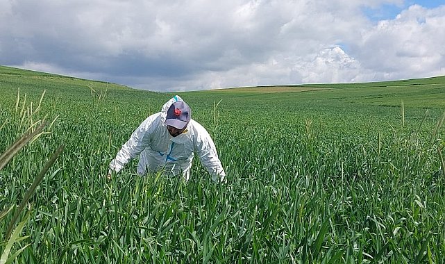 Yozgat'ta süne mücadelesi başladı
