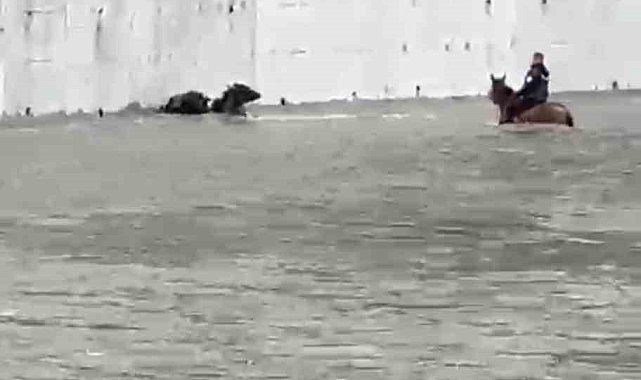 Yükselen suda mahsur kalan mandaları atıyla kurtardı