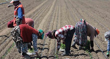 14 salça fabrikasına sahip Karacabey'de domates sezonu başlıyor