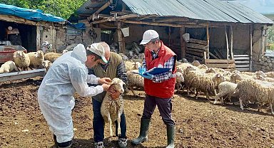 'Halk Elinde Küçükbaş Hayvan Islahı Projesi'nde doğan kuzular tespit edildi
