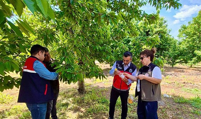 'Sultandağı'nın Organik Kirazı Sirke ile Korunuyor' projesi sürüyor