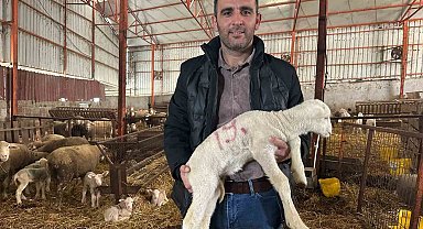 57 yıllık tecrübeden koyunculuğa başlayacaklara önemli öneriler