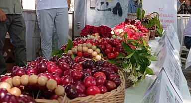 60. Uluslararası Tekirdağ Kiraz Festivali başladı: En güzel kirazlara 60 bin lira ödül