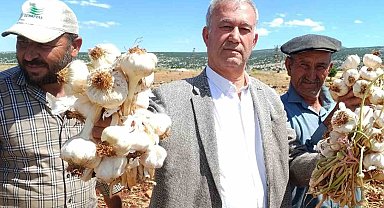 AB tescilli Araban sarımsağının hasadı başladı