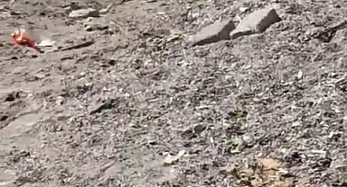 Aç kalan domuzlar sahile indi