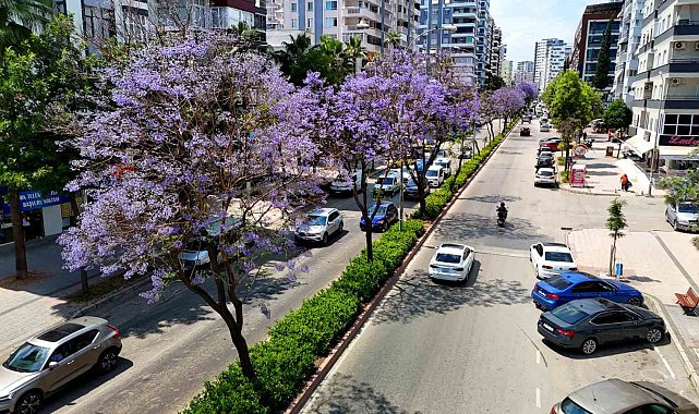 Adana'da jakarandalar çiçek açtı, kent mor renge büründü