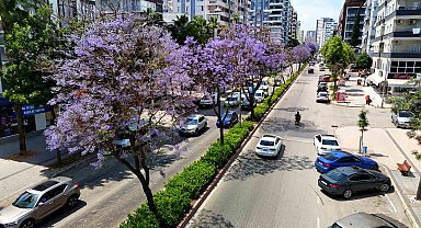 Adana'da jakarandalar çiçek açtı, kent mor renge büründü