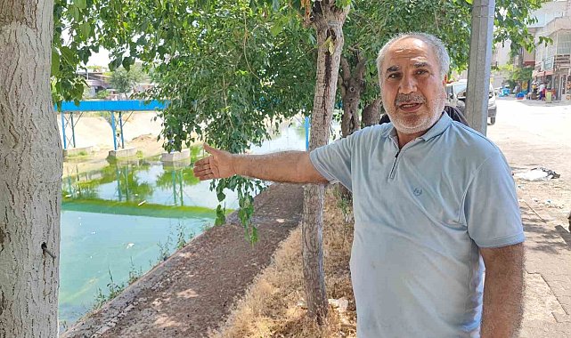 Adana'da sivrisinek istilasına vatandaş tepkisi: "Çocuklarımız yara içinde kaldı"