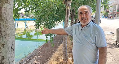 Adana'da sivrisinek istilasına vatandaş tepkisi: "Çocuklarımız yara içinde kaldı"