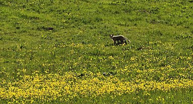 Ahlat kırsalında yiyecek arayan tilki görüntülendi