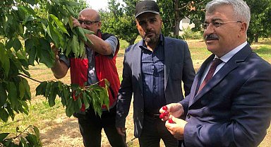 Akşehir Kirazı'nın geleceği sahada değerlendirildi