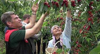 Amasya'da dalları kiraz bastı, bu yıl 50 bin ton rekolte bekleniyor