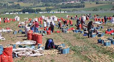 Amasya'da soğan hasadı başladı: Tarlada kilosu 12-25 TL arasında