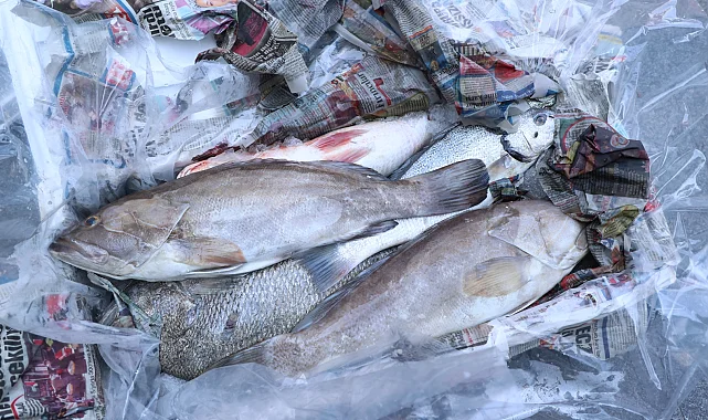  Antalya'da 260 kilo balığa el konuldu
