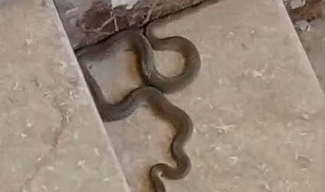 Apartmana giren yılan paniğe neden oldu