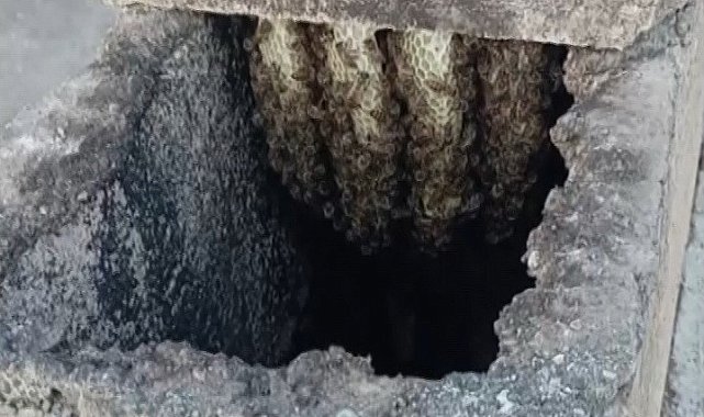 Arılar binanın bacasında oğul verdi