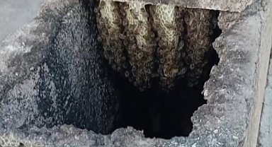Arılar binanın bacasında oğul verdi