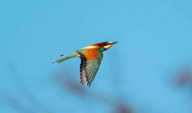 Arılarla besleniyor, doğaya renk katıyor: Avlayana para ve hapis cezası