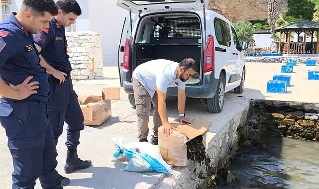 Aydın'da 60 kilo canlı yengeç ele geçirildi