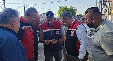 Aydın'da ilekleme sezonu yakından takip ediliyor