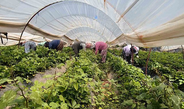 Aydın'da kavurucu sıcakta çilek mesaisi