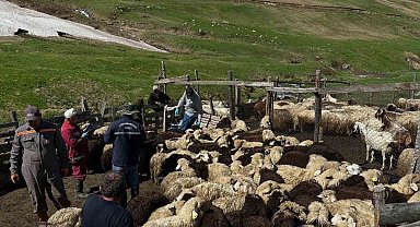 Aydıntepe'de küçükbaş hayvanlarda aşılama ve küpeleme çalışmaları sürüyor