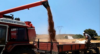 Bafra Ovası'nda buğday ve arpa hasadı başladı