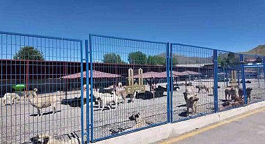 Bakan Mustafa Çiftçi'nin Erzurum'daki sokak köpeği başarısı Türkiye'ye örnek oluyor