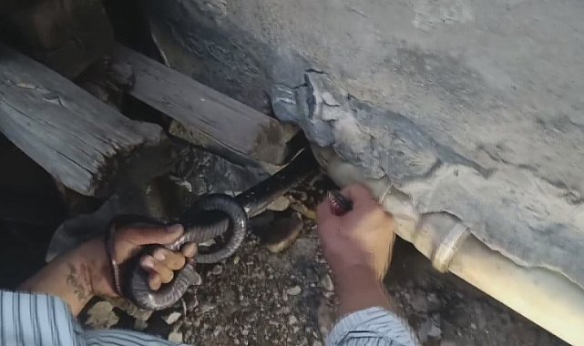 Bakmaya bile korkanlar varken o koluna dolanan 1 buçuk metrelik 2 yılanı saklandığı delikte yakaladı