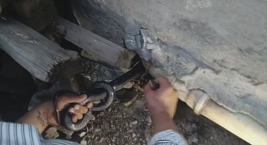 Bakmaya bile korkanlar varken o koluna dolanan 1 buçuk metrelik 2 yılanı saklandığı delikte yakaladı