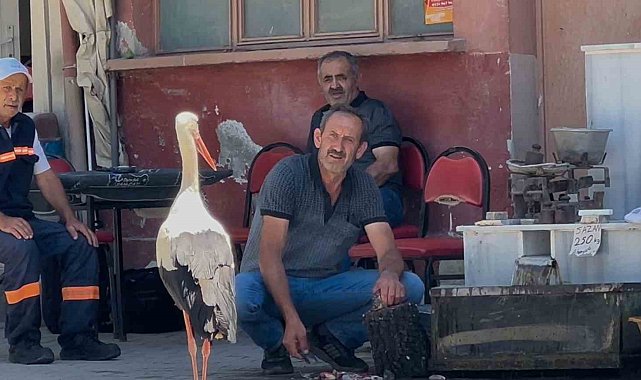Balıkçı Ahmet ile leyleğin 10 yıllık kahvehane randevusu