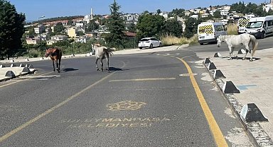 Başıboş atlar mahalle sakinlerini tedirgin ediyor